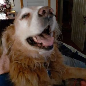 Meet your Posher, Leonora